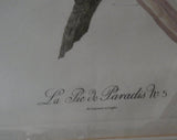 BARRABAND BIRD OF PARADISE ANTIQUE ENGRAVING - No. 5 - LE PIE DE PARADIS